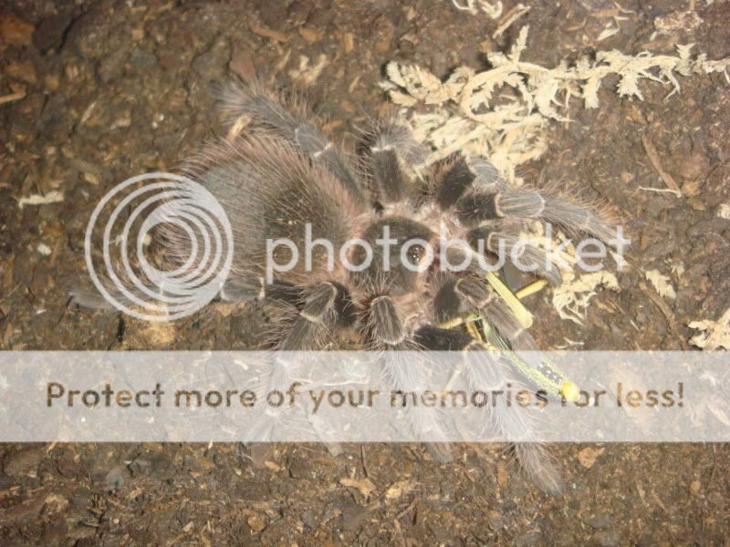 Brazilian Pink Birdeater