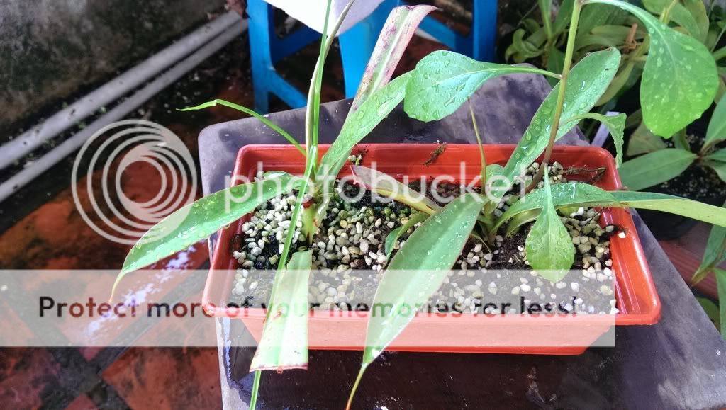 xương rồng - sen đá - nắp ấm - 5