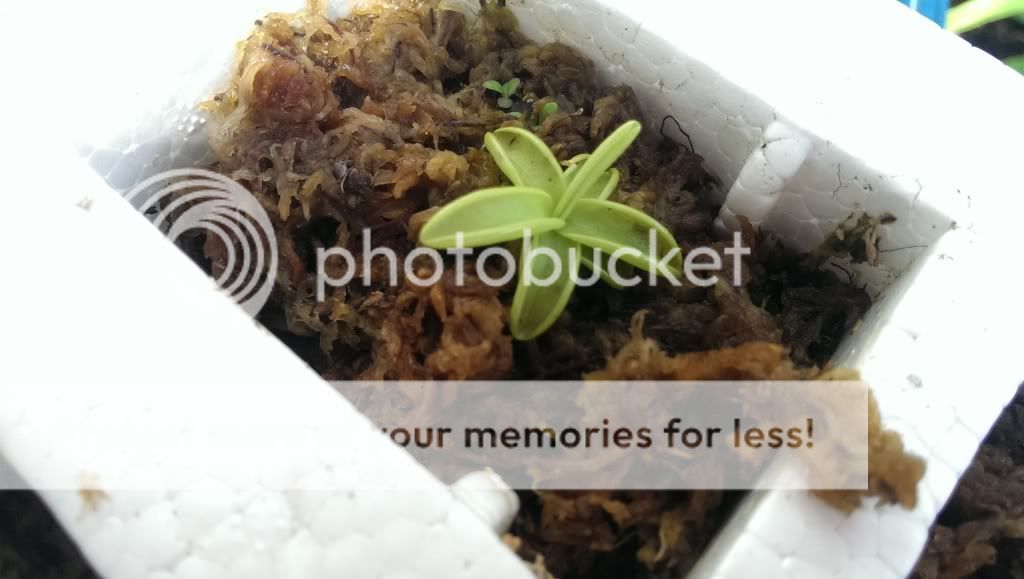 xương rồng - sen đá - nắp ấm - 1