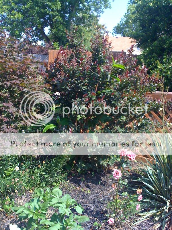 Posted Image