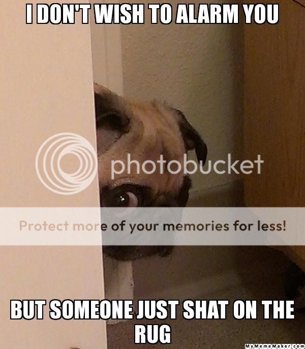 CreeperPug-31468.jpg