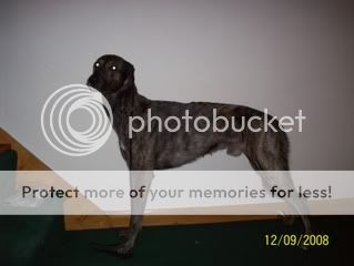 brindle057.jpg