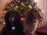 DogsChristmasTree2007.jpg Gator and Skyler image by jaytalking
