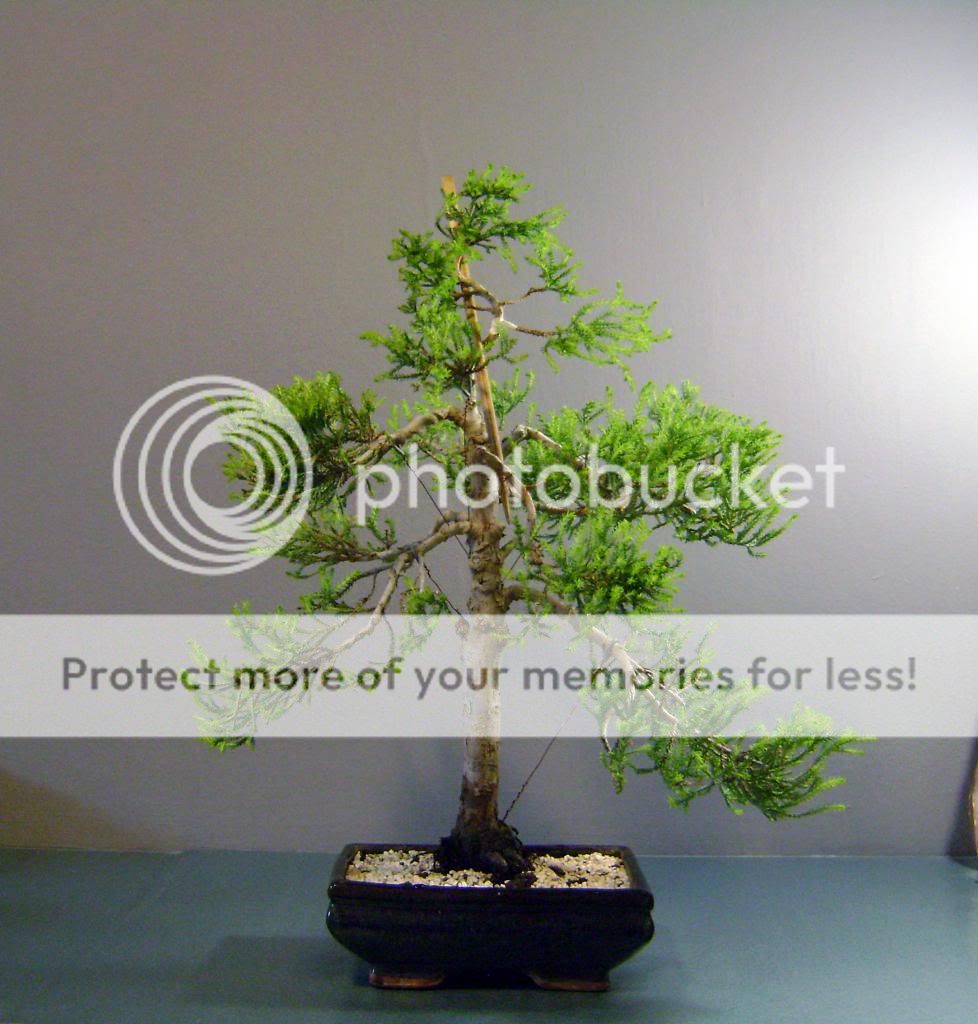 Bonsai Cosmos Cupressus Macrocarpa QuotGold Crestquot Bonsai Cosmos Cupressus Macrocarpa QuotGold Crestquot