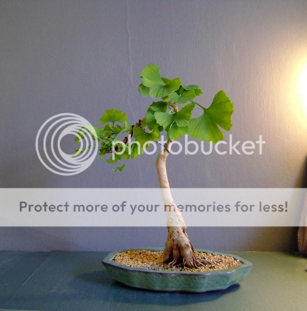Bonsai Cosmos Ginkgo Biloba Bonsai Cosmos Ginkgo Biloba