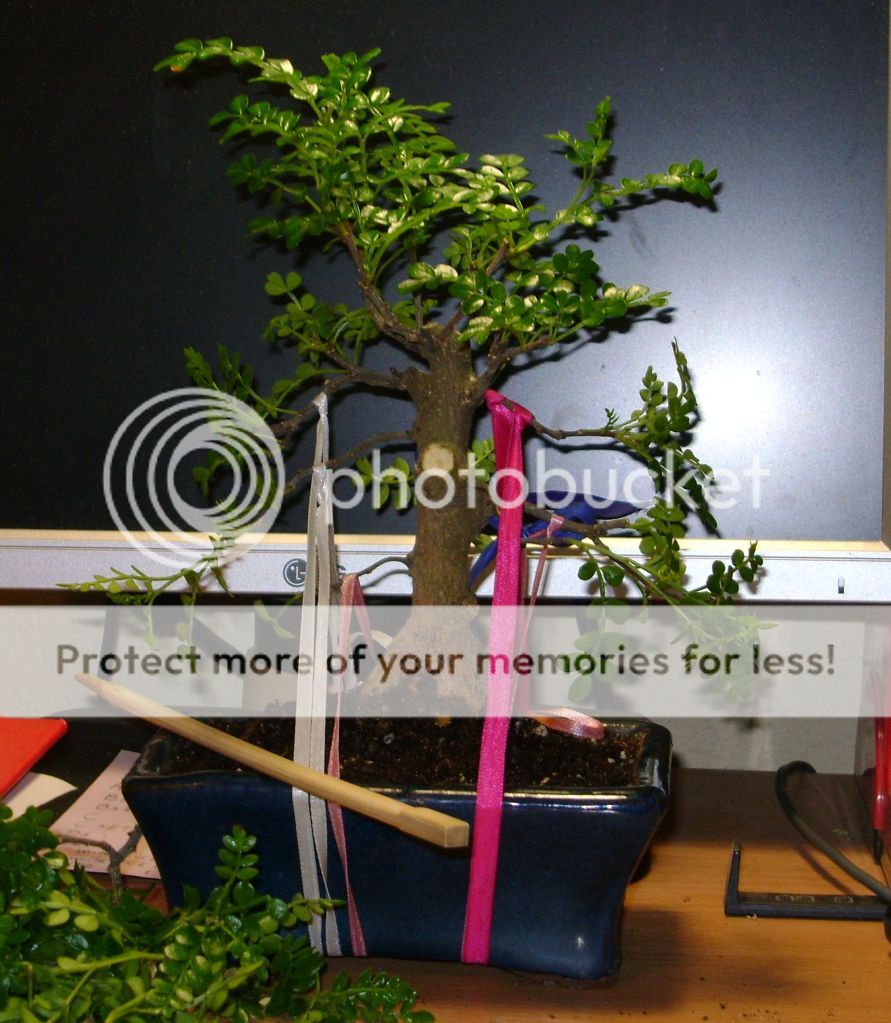 Bonsai Cosmos Zanthoxylum Piperitum Freedom Bonsai Cosmos Zanthoxylum Piperitum Freedom