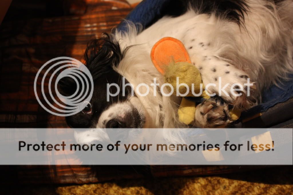 IMAGE: http://i385.photobucket.com/albums/oo295/broomsrck/Tommy007.jpg