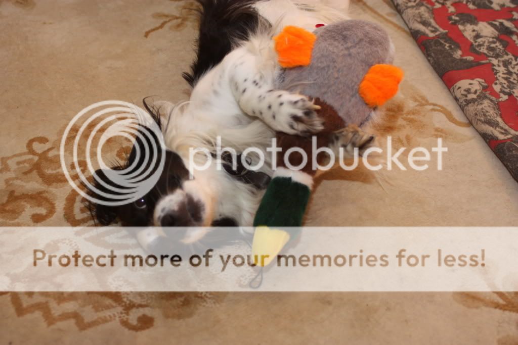 IMAGE: http://i385.photobucket.com/albums/oo295/broomsrck/Tommy021.jpg