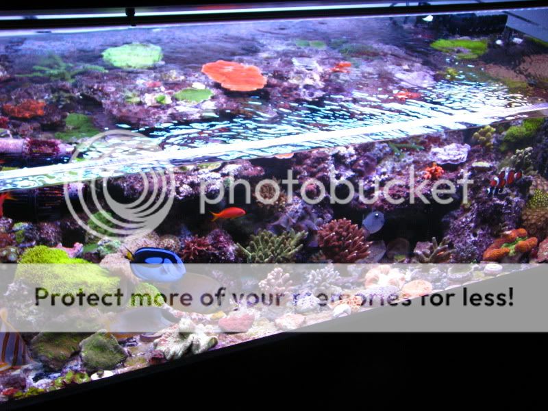 shallow reef tank club