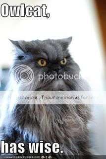 funny-pictures-wise-owl-cat.jpg