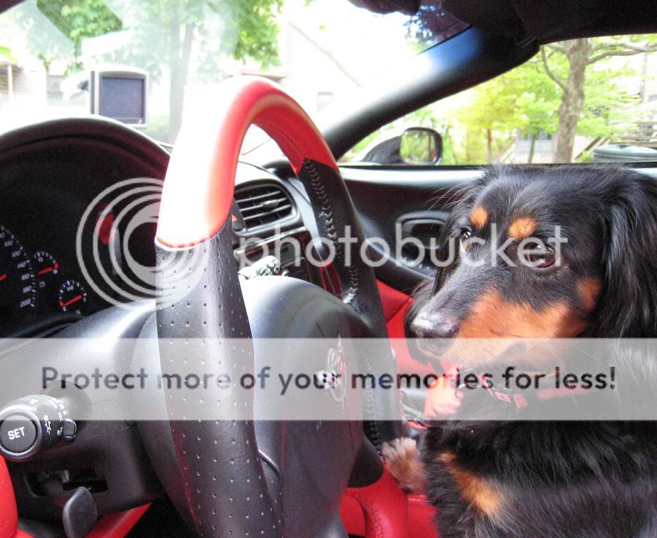 Dog/Pet in the passenger seat Pics Page 2 CorvetteForum