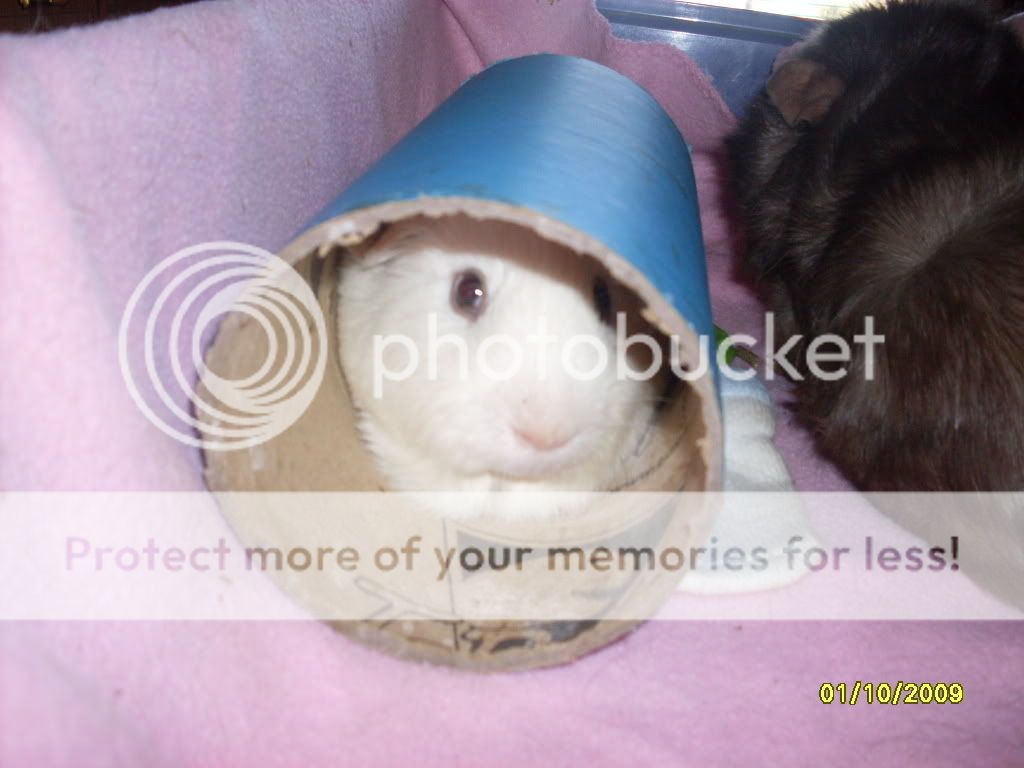 Biscuit.jpg
