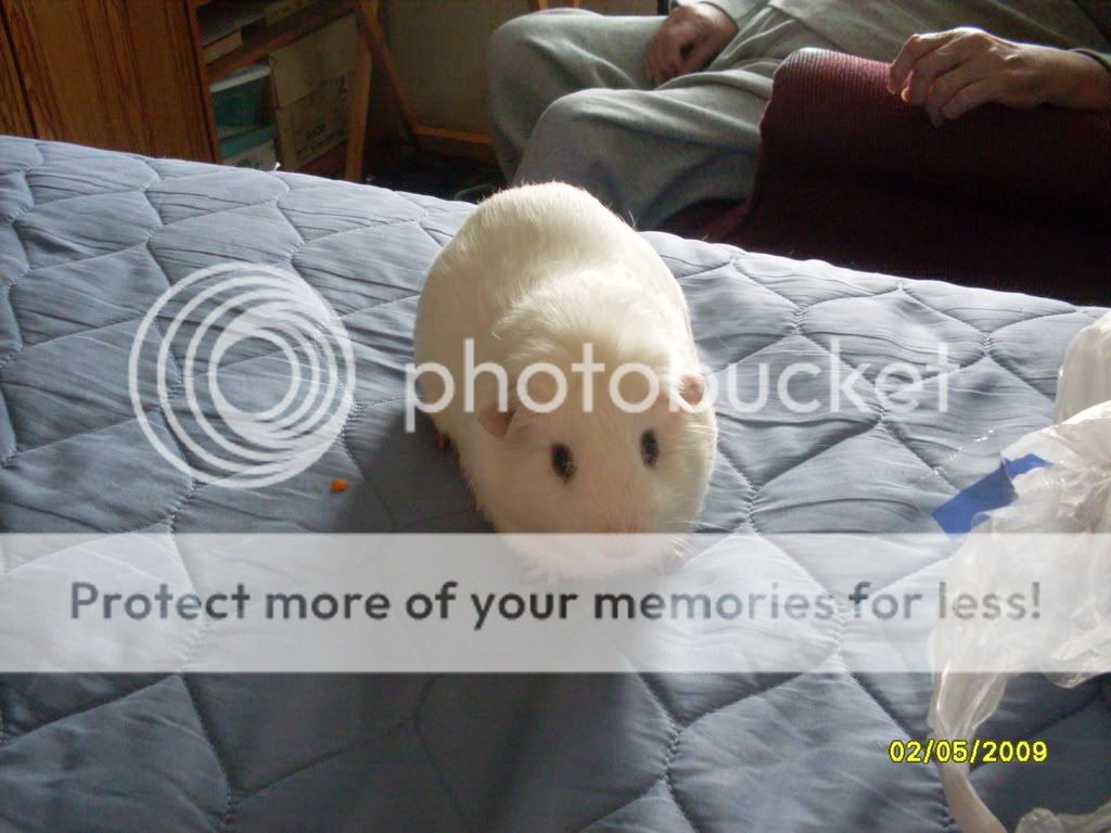 Biscuit6.jpg